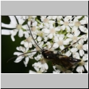 Cratichneumon sicarius - Schlupfwespe m01a 13mm - Sandgrube Niedringhaussee - auf wilder Moehre det06.jpg
